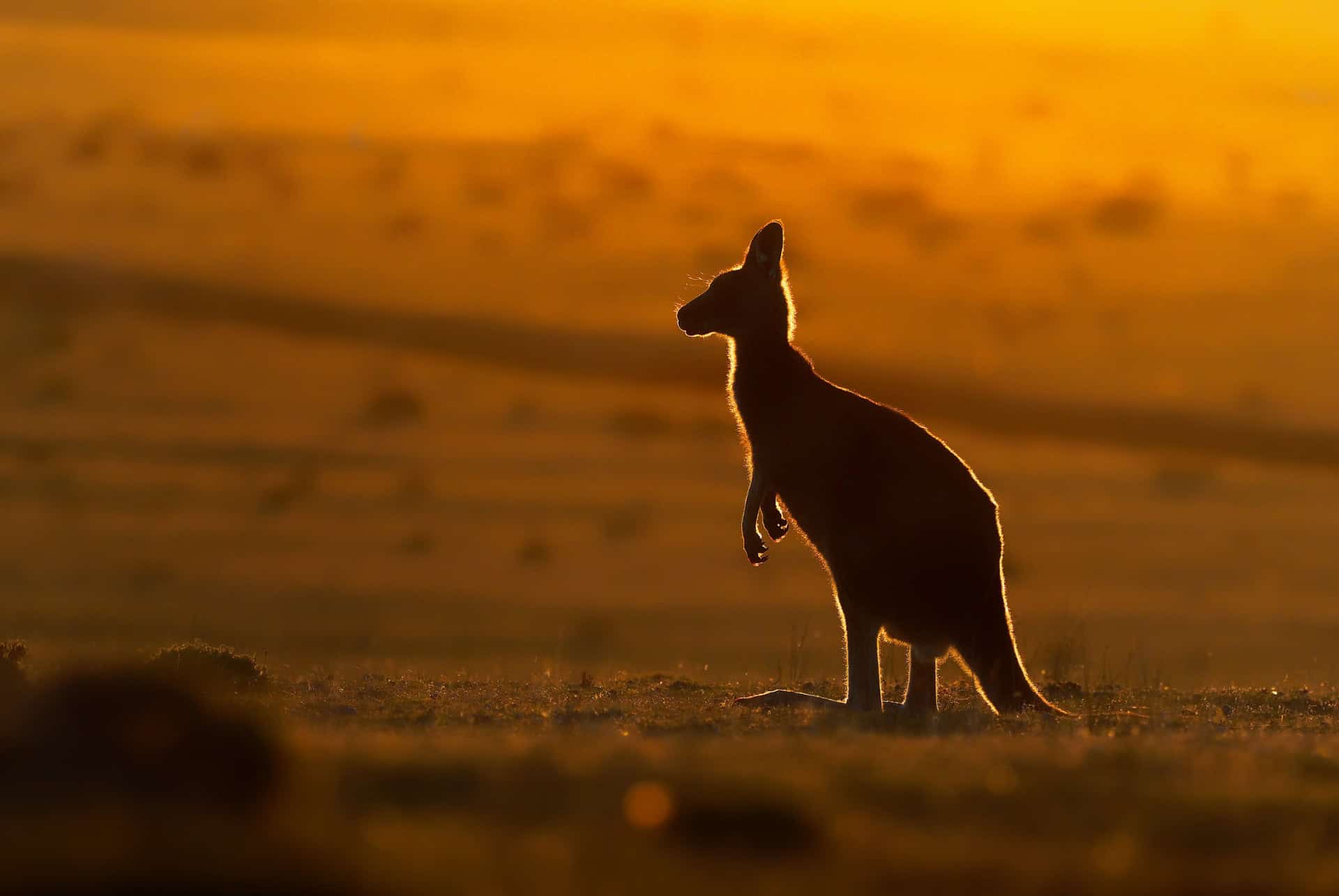 kangourou australie
