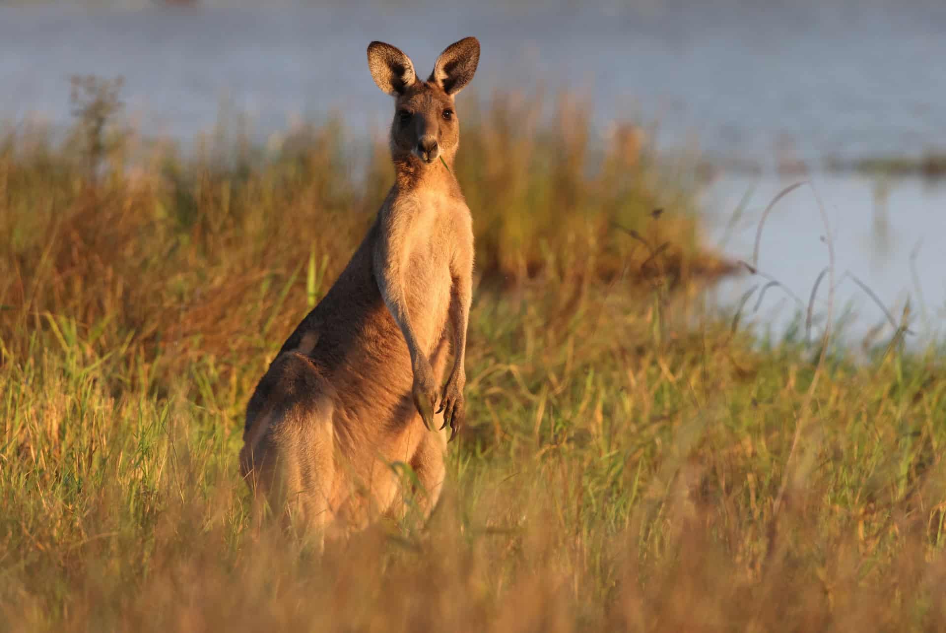 kangourou gris queensland